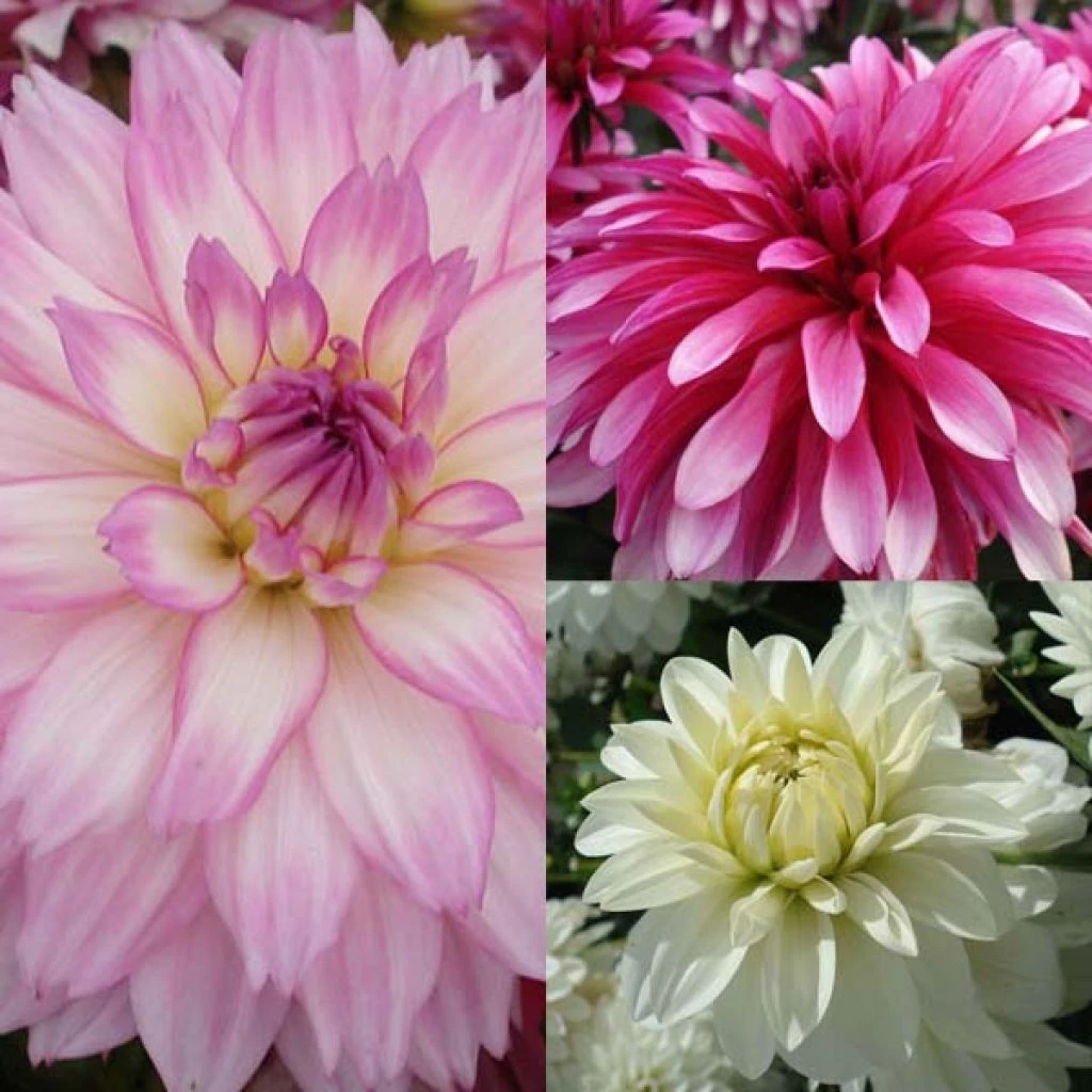 Collection Dahlias Nains Gallery 1 Collection Dahlias Nains Gallery