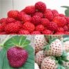 Collection De 3 Fraisiers Framberry, Cherry Berry, Pineberry