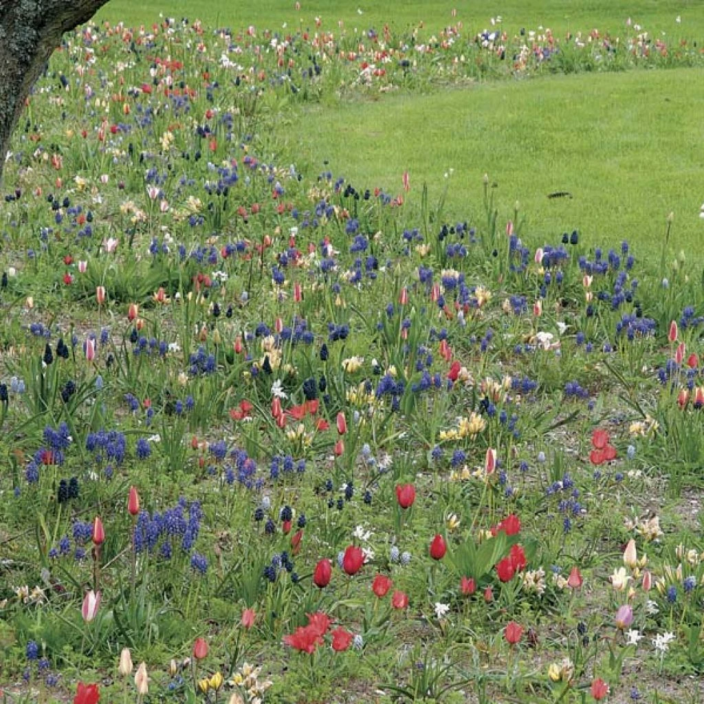 Collection "Esprit Jardin En Liberté" - 200 Bulbes 1 Collection "Esprit Jardin En Liberté" - 200 Bulbes