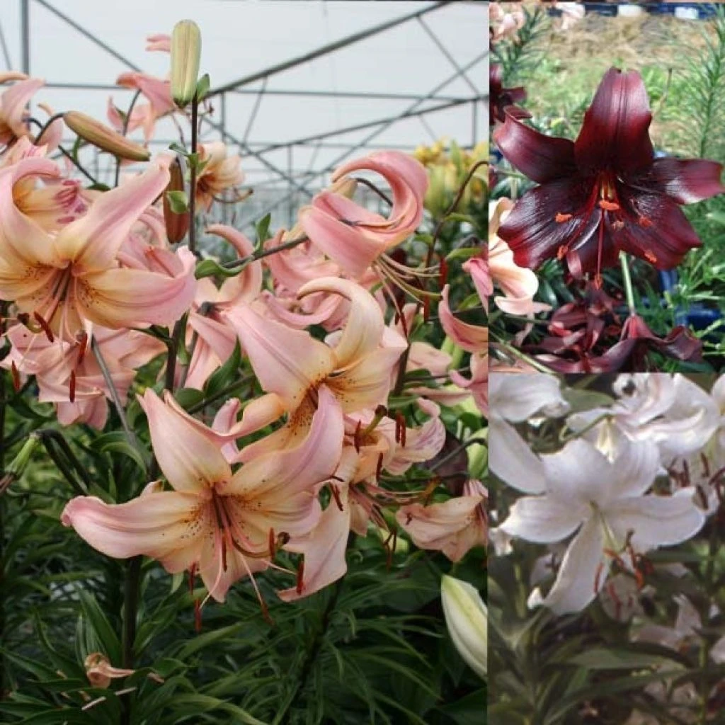 Collection Lis Hybrides 1 Collection Lis Hybrides