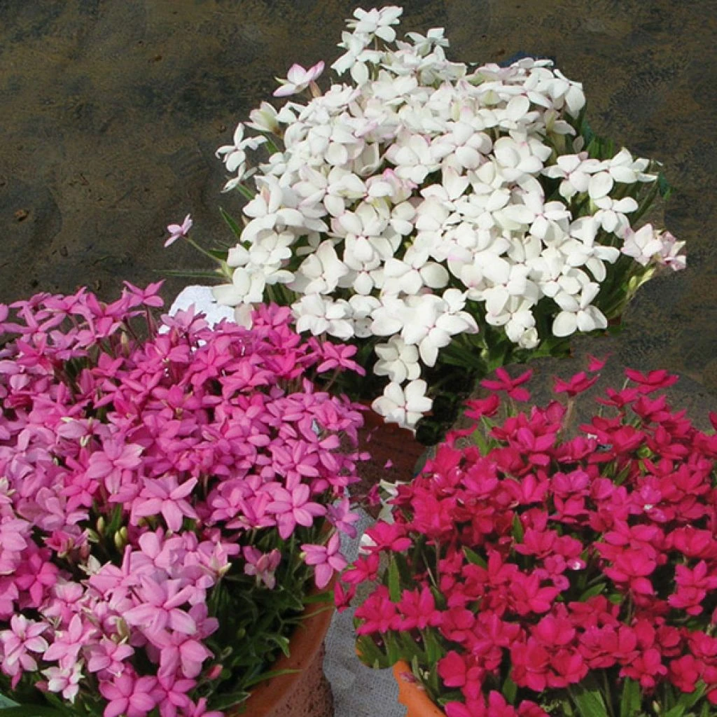 Rhodohypoxis Collection 3 X 3 1 Rhodohypoxis Collection 3 X 3
