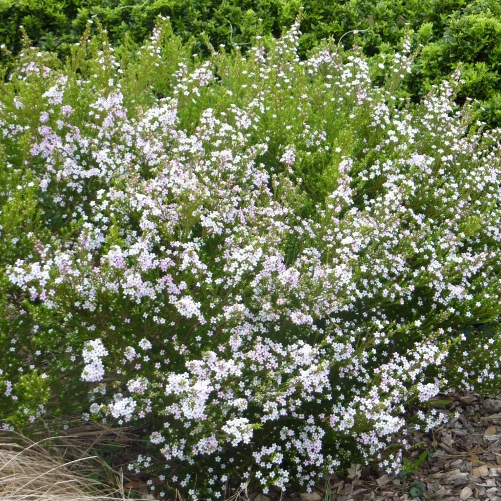 Diosma Hirsuta Pink Fountain 1 Diosma Hirsuta Pink Fountain