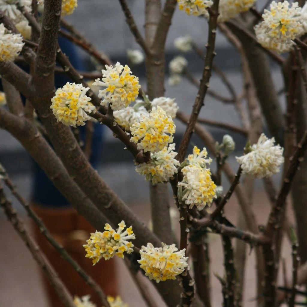 Edgeworthia Chrysantha - Buisson à Papier 1 Edgeworthia Chrysantha - Buisson à Papier