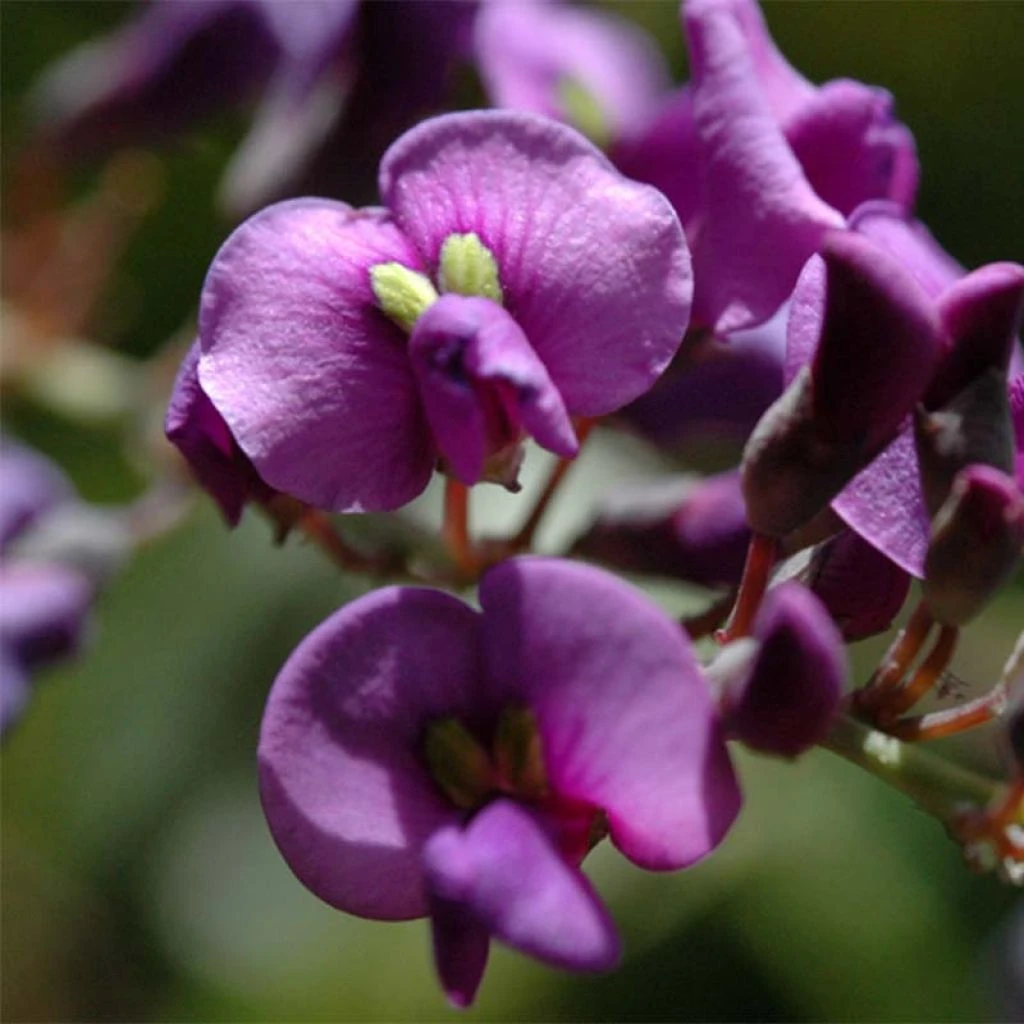 Hardenbergia Violacea 1 Hardenbergia Violacea