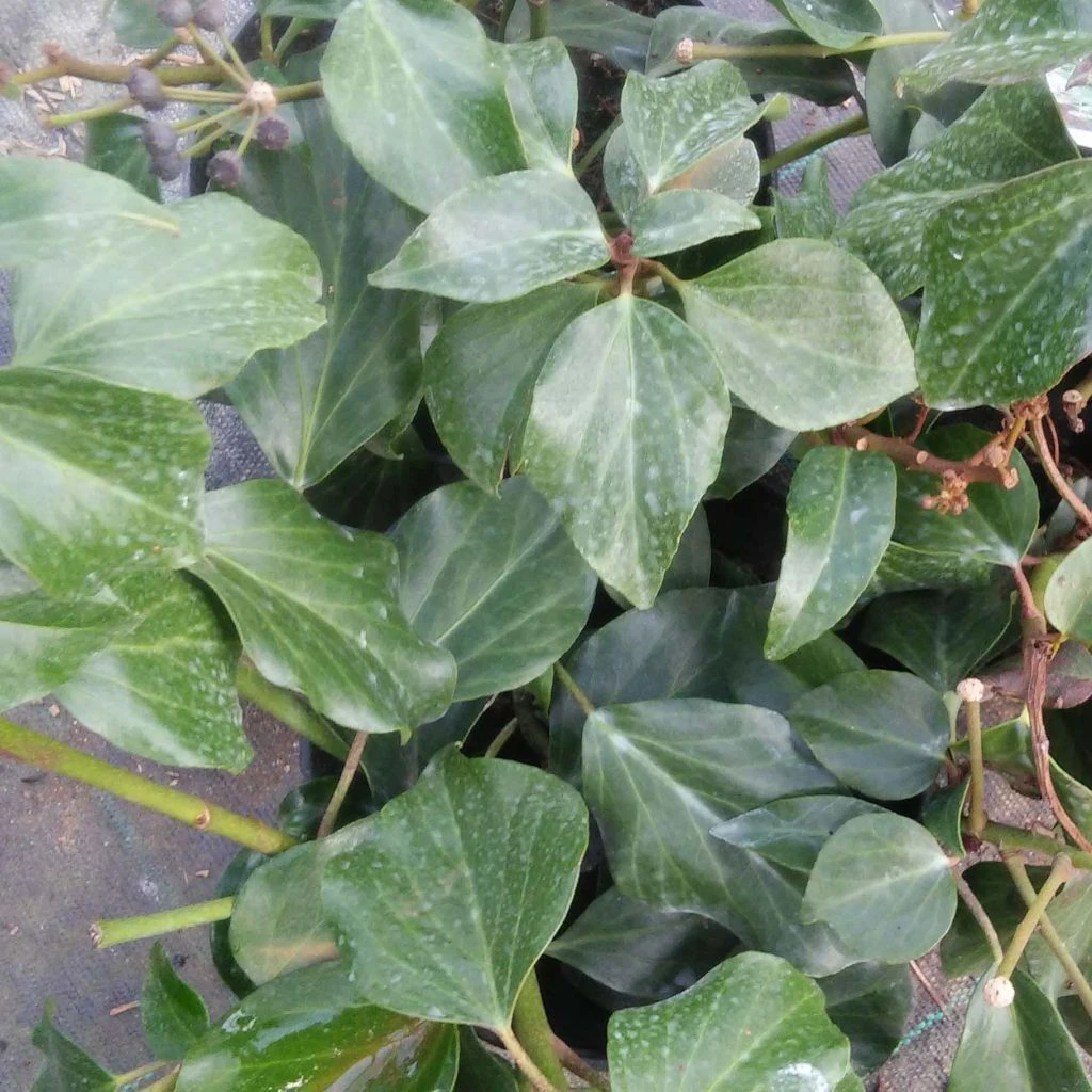 Lierre De Colchide - Hedera Colchica Arborescens (Fall Favorite) 1 Lierre De Colchide - Hedera Colchica Arborescens (Fall Favorite)