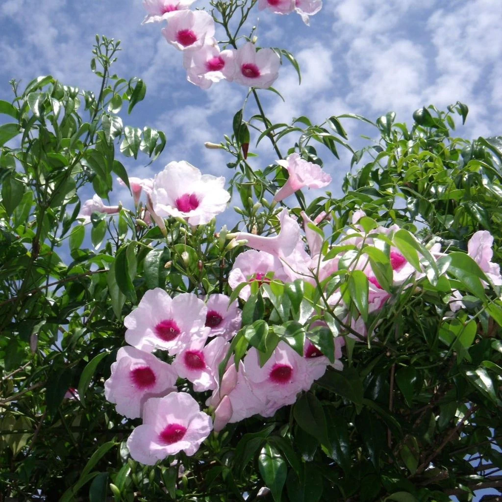 Pandorea Jasminoïdes Rosea - Bignone Faux Jasmin 1 Pandorea Jasminoïdes Rosea - Bignone Faux Jasmin