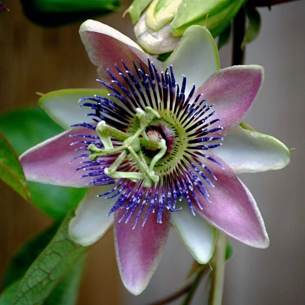 Passiflora Allardii - Fleur De La Passion 1 Passiflora Allardii - Fleur De La Passion