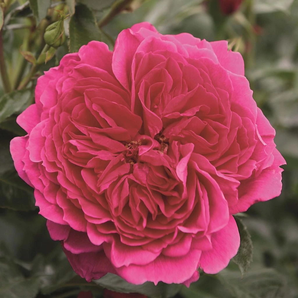 Rosier Arbustif Soul 1 Rosier Arbustif Soul