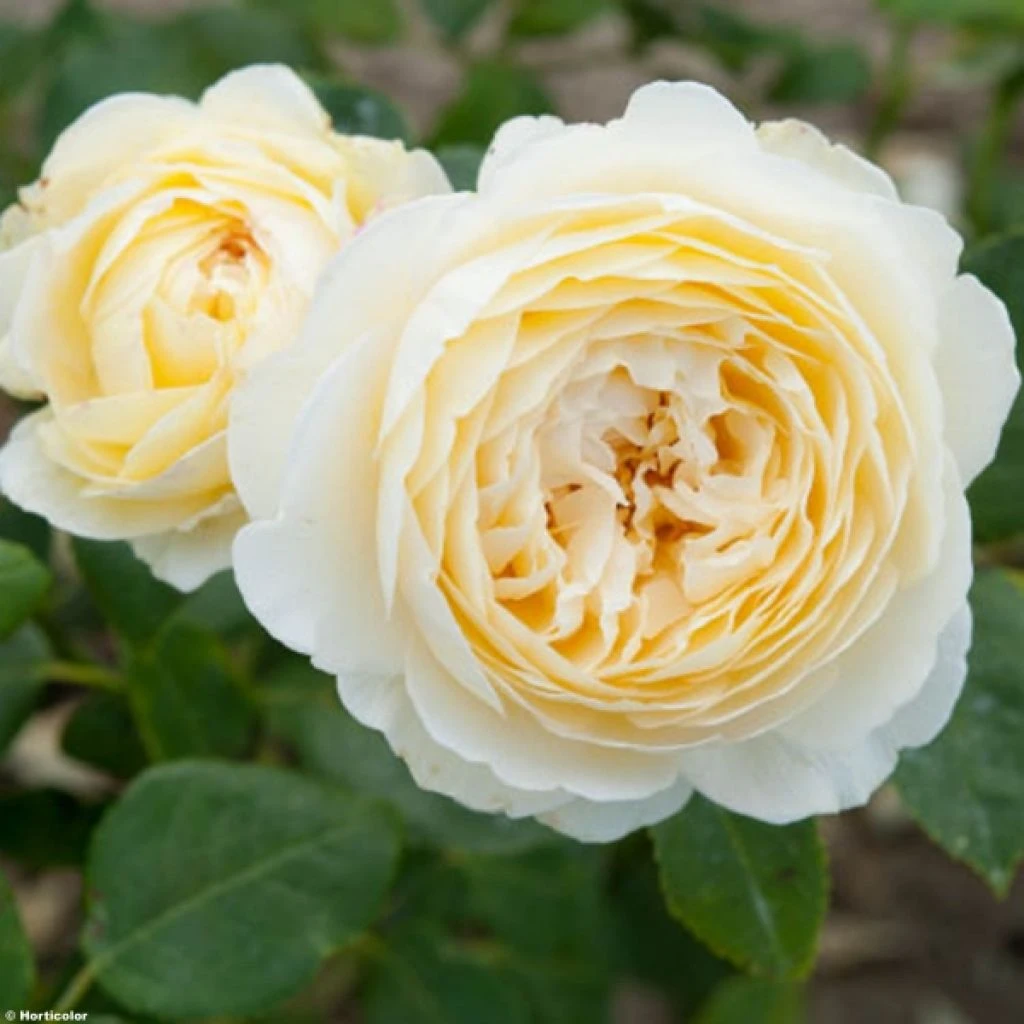 Rosier Tige David Austin Claire Austin 1 Rosier Tige David Austin Claire Austin