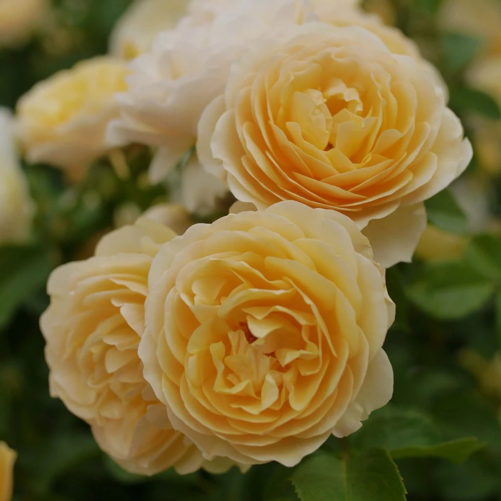 Rosier David Austin Graham Thomas 1 Rosier David Austin Graham Thomas