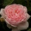 Rosier David Austin Eglantyne