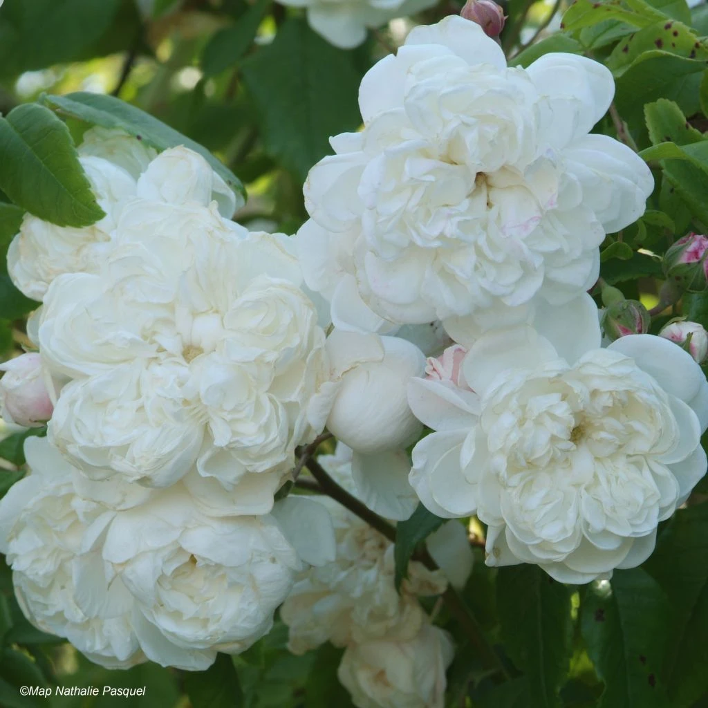 Rosier Grimpant Aimée Vibert 1 Rosier Grimpant Aimée Vibert