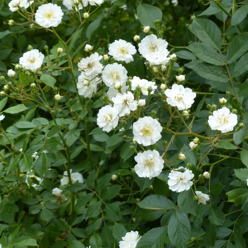 Rosier Tige Guirlande D'Amour 1 Rosier Tige Guirlande D'Amour