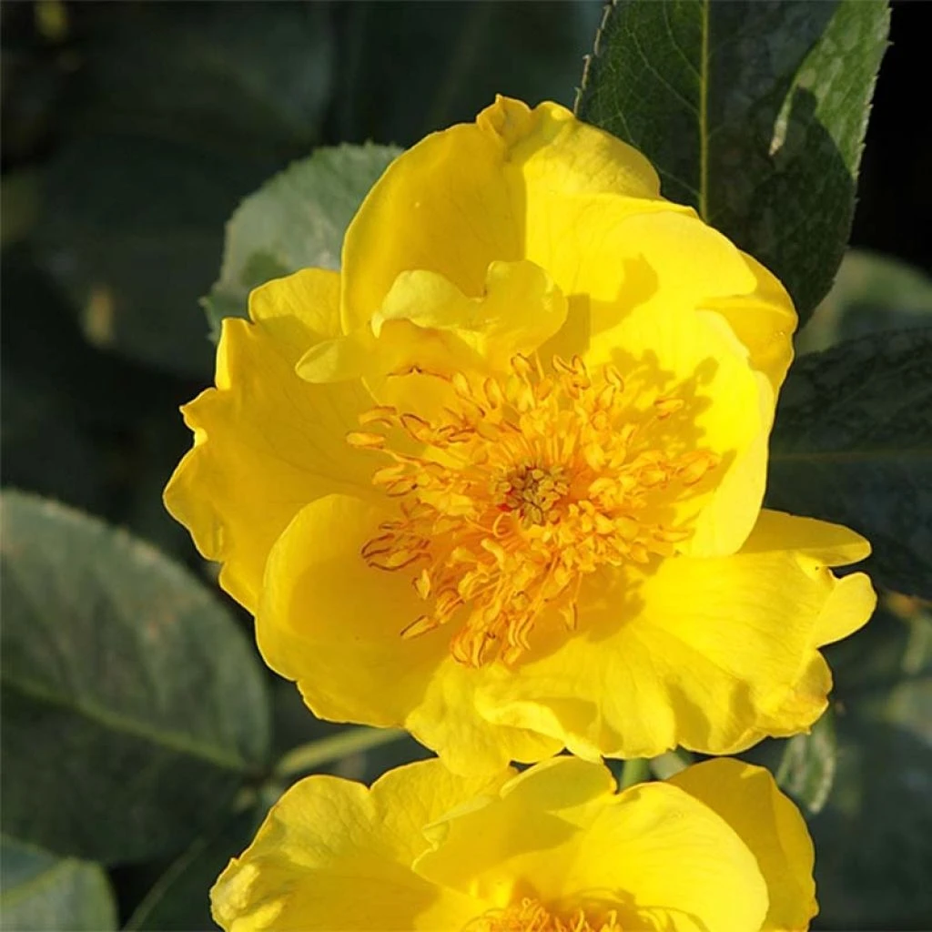 Rosier Nain Lemon Fizz 1 Rosier Nain Lemon Fizz