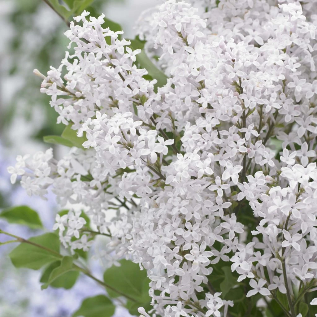 Lilas Nain - Syringa Meyeri Flowerfesta White 1 Lilas Nain - Syringa Meyeri Flowerfesta White