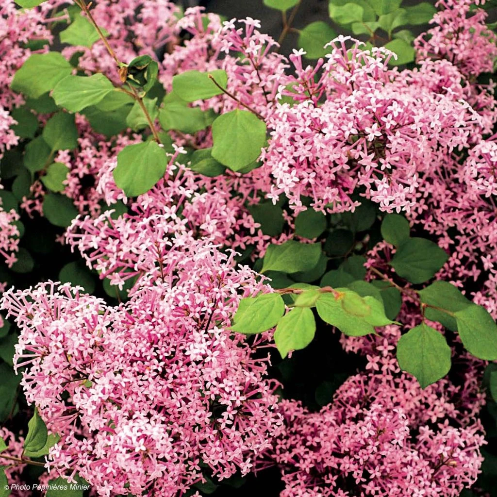 Lilas à Petites Feuilles - Syringa Red Pixie 1 Lilas à Petites Feuilles - Syringa Red Pixie