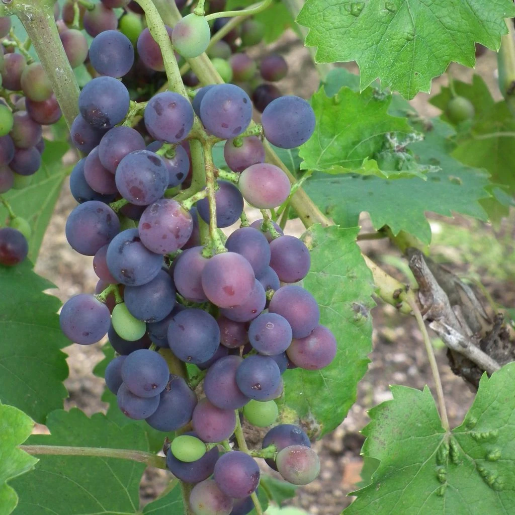 Vigne - Vitis Vinifera Muscat Bleu 1 Vigne - Vitis Vinifera Muscat Bleu