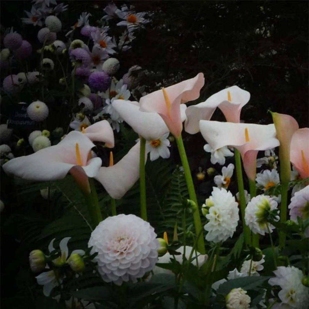 Zantedeschia Aethiopica Pink Flamingo - Arum D'Ethiopie 1 Zantedeschia Aethiopica Pink Flamingo - Arum D'Ethiopie